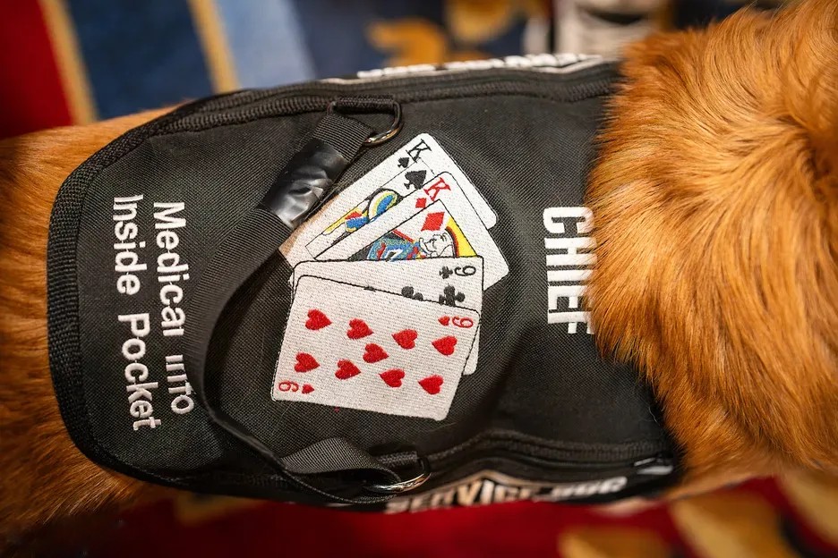 1781761207550873.jpg 带着金毛打WSOP?“没有它,我可能会死在牌桌上”